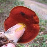 Hřib kovář (Neoboletus luridiformis) od vlk