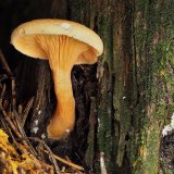 Lištička pomerančová (Hygrophoropsis aurantiaca) od Martin