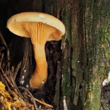 Lištička pomerančová (Hygrophoropsis aurantiaca) od Martin