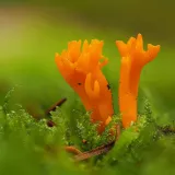 Krásnorůžek lepkavý (Calocera viscosa) od Martin