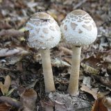 Bedla vysoká (Macrolepiota procera) od vlk