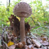 Bedla vysoká (Macrolepiota procera) od vlk