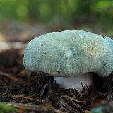 Holubinka nazelenalá (Russula virescens) od Martin