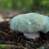 Holubinka nazelenalá (Russula virescens) od Martin