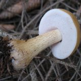 Hřib žlučník (Tylopilus felleus) od vlk