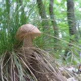 Kozák březový (Leccinum scabrum) od vlk