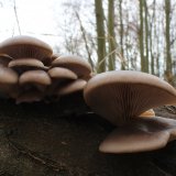 Hlíva ústřičná (Pleurotus ostreatus) od vlk