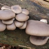 Hlíva ústřičná (Pleurotus ostreatus) od vlk