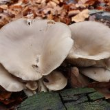 Hlíva ústřičná (Pleurotus ostreatus) od vlk