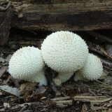 Pýchavka obecná (Lycoperdon perlatum) od vlk