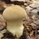 Pýchavka obecná (Lycoperdon perlatum) od vlk