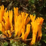 Krásnorůžek lepkavý (Calocera viscosa) od vlk