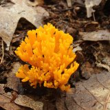 Krásnorůžek lepkavý (Calocera viscosa) od vlk