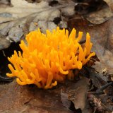 Krásnorůžek lepkavý (Calocera viscosa) od vlk