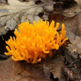 Krásnorůžek lepkavý (Calocera viscosa) od vlk