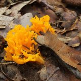 Krásnorůžek lepkavý (Calocera viscosa) od vlk