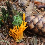 Krásnorůžek lepkavý (Calocera viscosa) od vlk