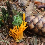 Krásnorůžek lepkavý (Calocera viscosa) od vlk