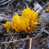 Krásnorůžek lepkavý (Calocera viscosa) od vlk