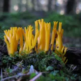 Krásnorůžek lepkavý (Calocera viscosa) od vlk