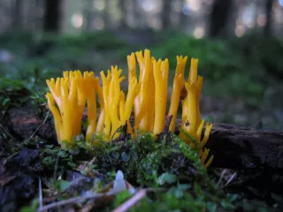 Krásnorůžek lepkavý (Calocera viscosa) od vlk