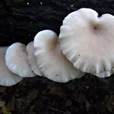 Hlíva plicní (Pleurotus pulmonarius) od vlk