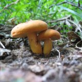 Ryzec syrovinka (Lactarius volemus) od vlk