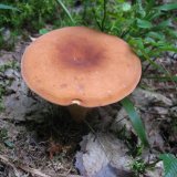 Ryzec syrovinka (Lactarius volemus) od vlk