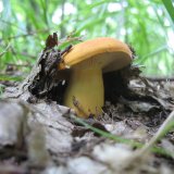 Ryzec syrovinka (Lactarius volemus) od vlk