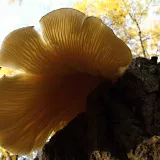 Hlíva dubová (Pleurotus dryinus) od vlk