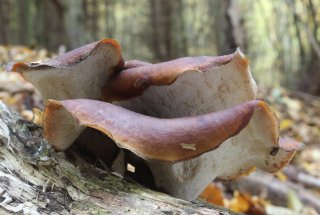 Choroš smolonohý (Royoporus badius) od vlk