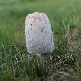 Hnojník obecný (Coprinus comatus) od vlk