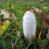 Hnojník obecný (Coprinus comatus) od vlk