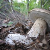 Hřib smrkový (Boletus edulis) od vlk