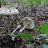 Bedla vysoká (Macrolepiota procera) od vlk