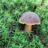 Hřib žlutomasý (Boletus chrysenteron) od vlk