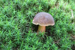 Hřib žlutomasý (Boletus chrysenteron) od vlk