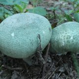 Holubinka nazelenalá (Russula virescens) od vlk