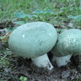 Holubinka nazelenalá (Russula virescens) od vlk