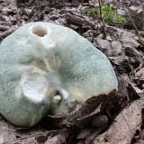 Holubinka nazelenalá (Russula virescens) od vlk