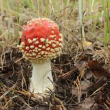 Muchomůrka červená (Amanita muscaria) od vlk