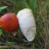 Muchomůrka červená (Amanita muscaria) od vlk