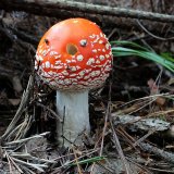 Muchomůrka červená (Amanita muscaria) od vlk