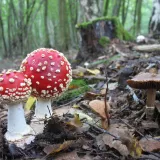 Muchomůrka červená (Amanita muscaria) od vlk
