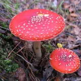 Muchomůrka červená (Amanita muscaria) od vlk