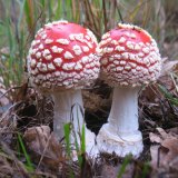 Muchomůrka červená (Amanita muscaria) od vlk