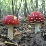 Muchomůrka červená (Amanita muscaria) od vlk