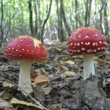 Muchomůrka červená (Amanita muscaria) od vlk