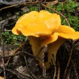 Liška obecná (Cantharellus cibarius) od vlk