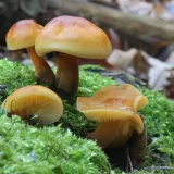 Penízovka sametonohá (Flammulina velutipes) od vlk